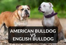 english-vs-american-bulldog-3