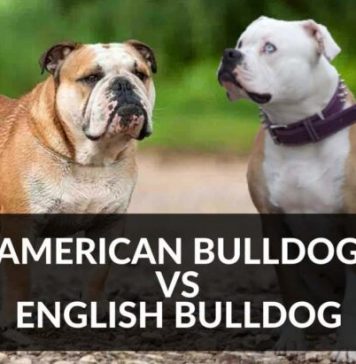 english-vs-american-bulldog-3