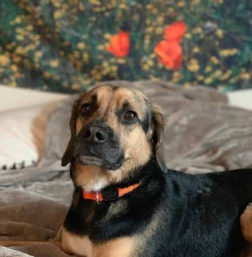 beagle-german-shepherd-mix-3