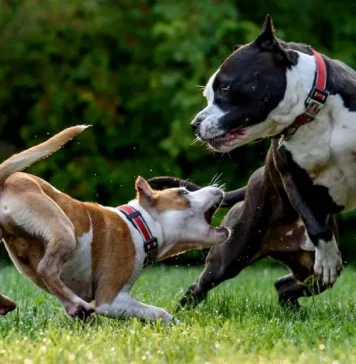 how-to-deal-with-neighbors-aggressive-dog-3