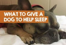 what-can-i-give-my-dog-to-make-him-sleep-3