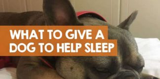 what-can-i-give-my-dog-to-make-him-sleep-3