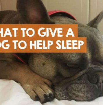 what-can-i-give-my-dog-to-make-him-sleep-3