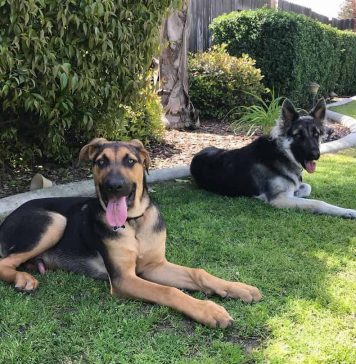 great-dane-german-shepherd-mix-3