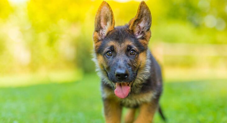 How Much Does a Baby German Shepherd Cost