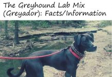 greyhound-lab-mix-3