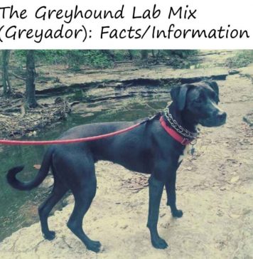 greyhound-lab-mix-3
