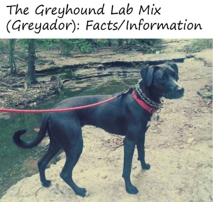 greyhound-lab-mix-3