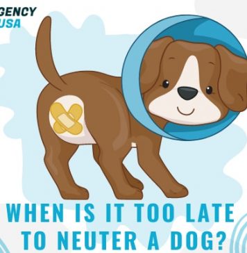 when-is-it-too-late-to-neuter-a-dog-3