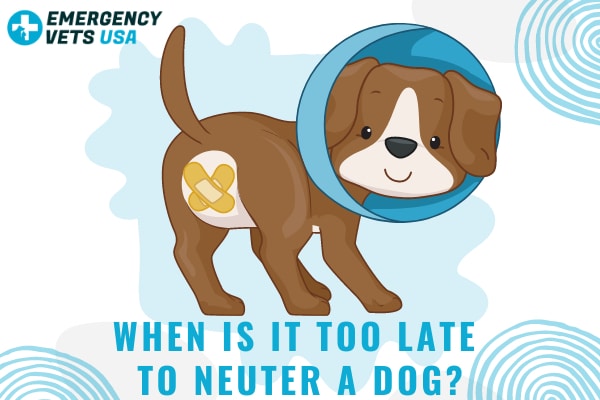 when-is-it-too-late-to-neuter-a-dog-3