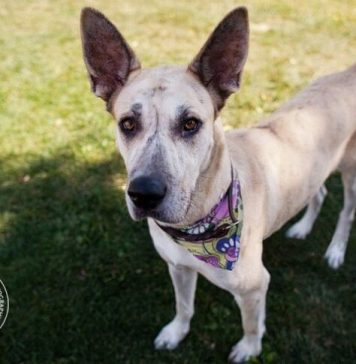 chihuahua-great-dane-mix-3