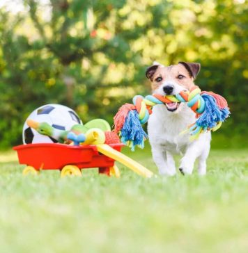 how-to-choose-the-right-toys-for-your-dog-3