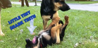 how-to-stop-german-shepherd-puppy-from-biting-3