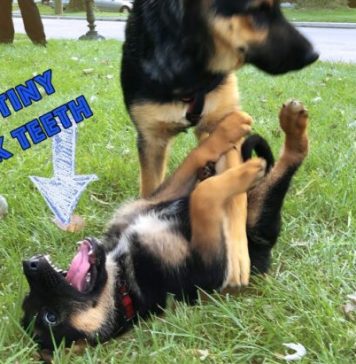 how-to-stop-german-shepherd-puppy-from-biting-3