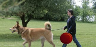 How to walk a dog that pull