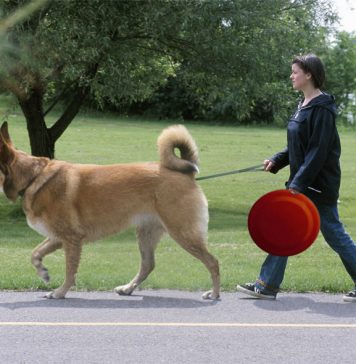 How to walk a dog that pull