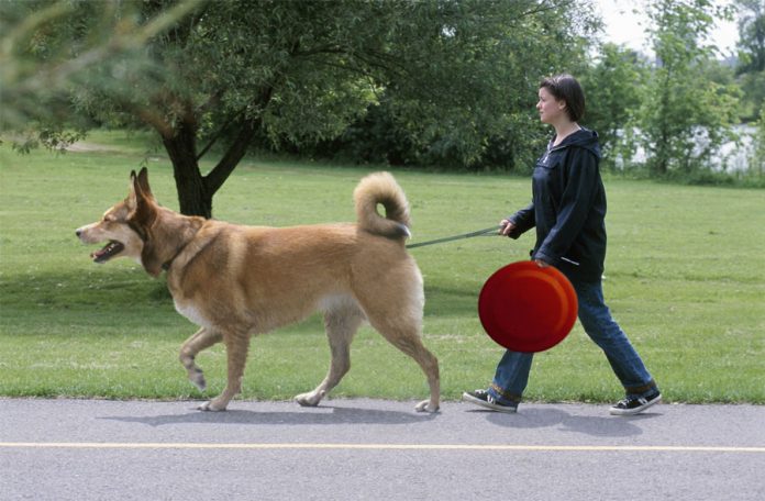 How to walk a dog that pull