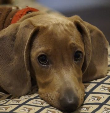 BEST COLLAR FOR A DACHSUND...