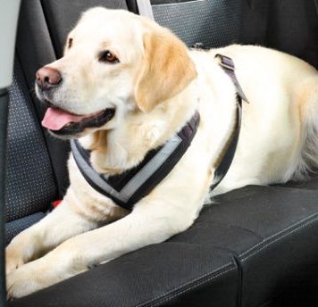 Best dog harness for Labrador