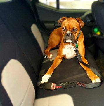How to secure dog in car with leash