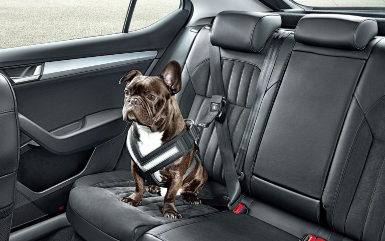 How to Seatbelt a Dog in a Car?