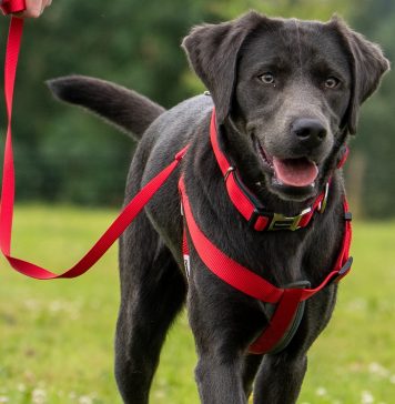 how to put on padded dog harness