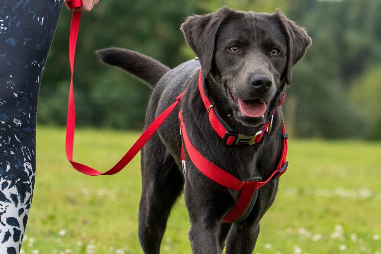 How to Put on a Padded Dog Harness?