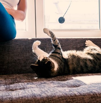 How to make your cat happy indoors..