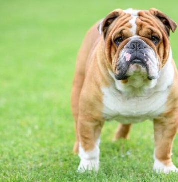 do-english-bulldogs-shed-3