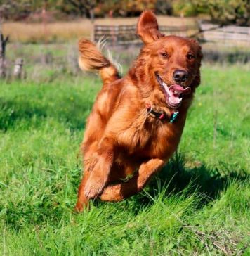 how-fast-can-a-golden-retriever-run-3
