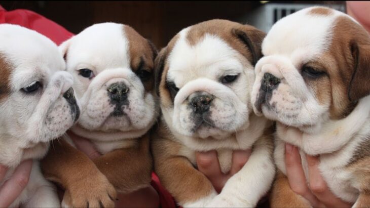How many Puppies can a English Bulldog have