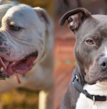 bulldog-vs-pitbull-3