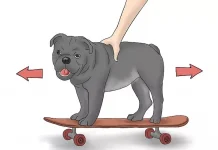 how-to-teach-a-bulldog-to-skateboard-3