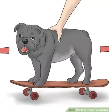 how-to-teach-a-bulldog-to-skateboard-3