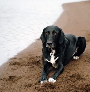 english-pointer-lab-mix-3