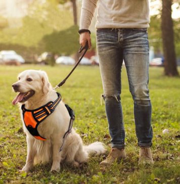 Best leads to stop dogs pulling