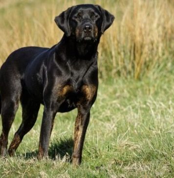 doberman-lab-mix-3