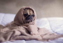 How to protect dogs from cold weather