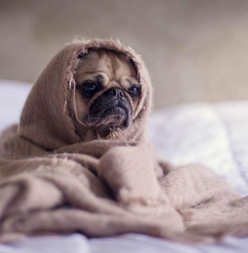How to protect dogs from cold weather