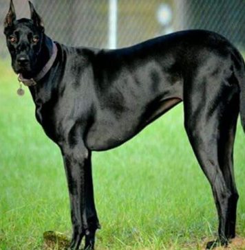 doberman-great-dane-mix-3