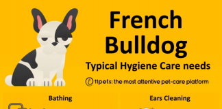 how-to-care-for-a-french-bulldog-3