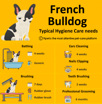 how-to-care-for-a-french-bulldog-3