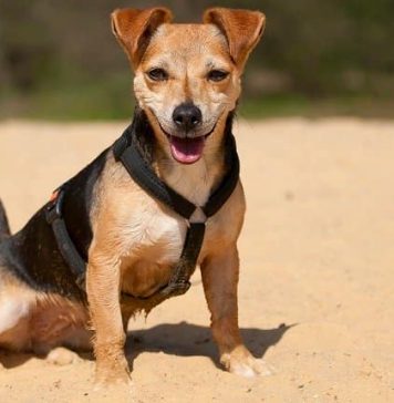 dachshund-jack-russell-mix-3