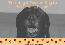 Training a Fearful Dog to Walk on a Leash