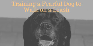 Training a Fearful Dog to Walk on a Leash