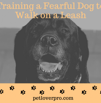 Training a Fearful Dog to Walk on a Leash