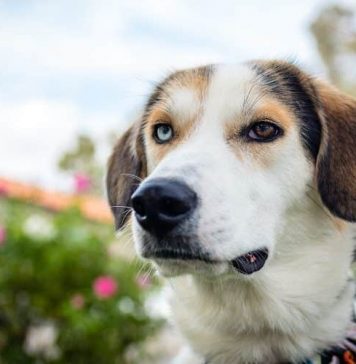 beagle-aussie-mix