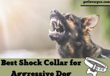 Best Shock Collar for Aggressive Dog