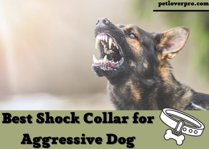 Best Shock Collar for Aggressive Dog