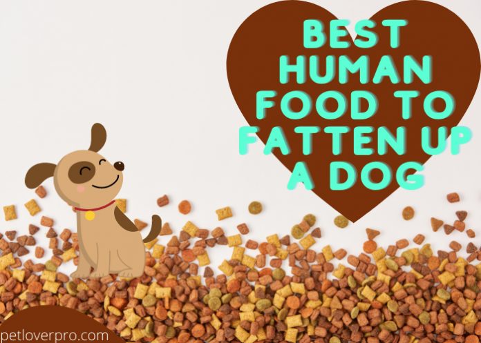 Best Human Food to Fatten up a Dog